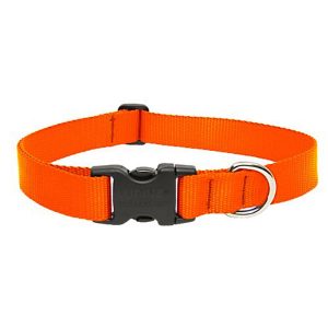 Lupine One Inch Adjustable Dog Collar