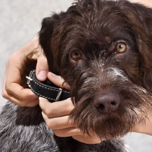 Best Dog Collar • Reviews & Buying Guide (October 2024)