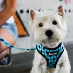 Best Dog Harness