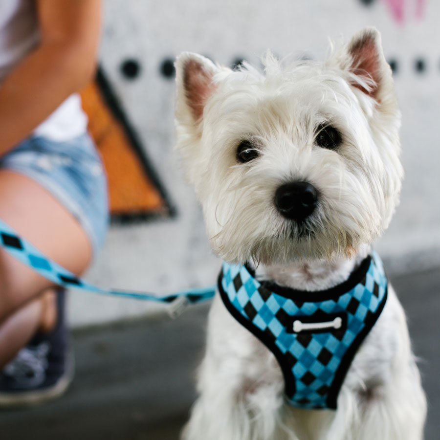 Best Dog Harness • Reviews & Buying Guide (May 2024) • Buy Now Signal